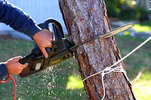 Best Tree Preservation Services  in Pawcatuck, CT